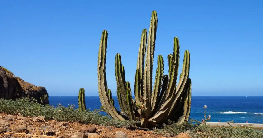 De mooie natuur van Tenerife in december