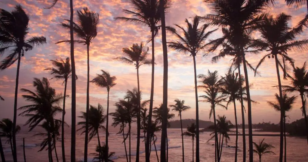 Sri Lanka in februari – zon, strand en natuurbelevenissen